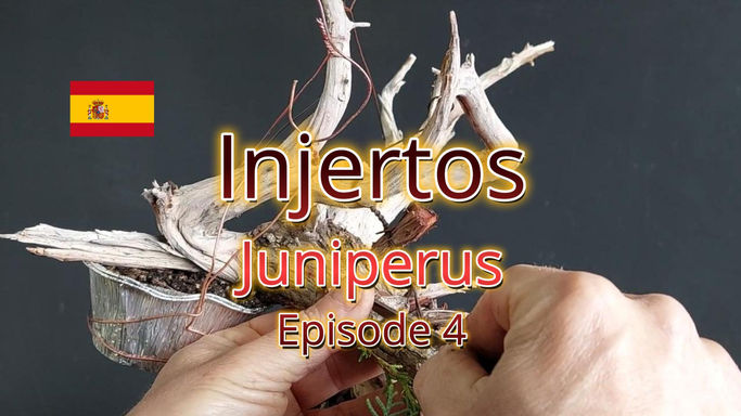 Book - Injertos - Juniperus Ep.4